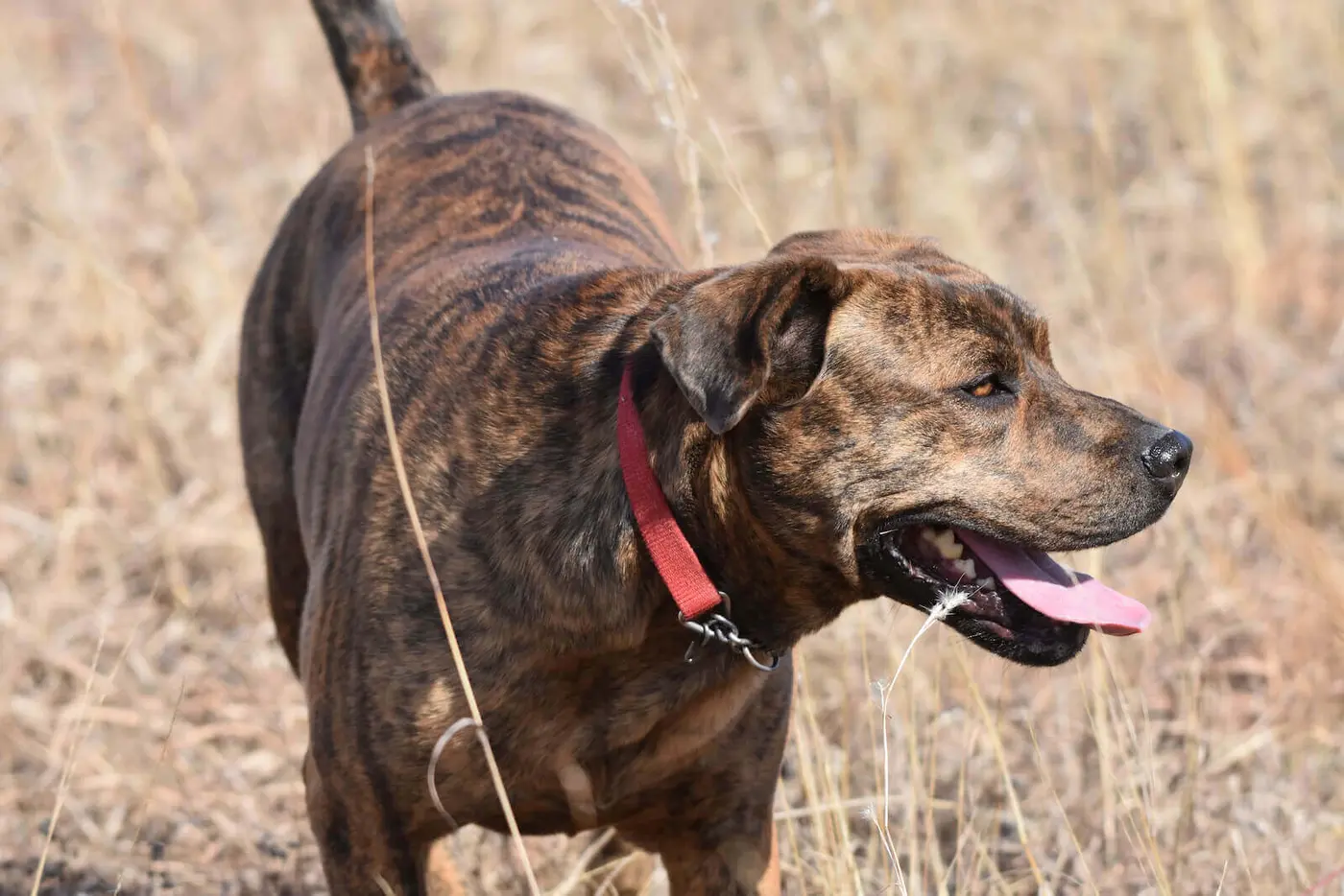 Mountain Cur breed photo