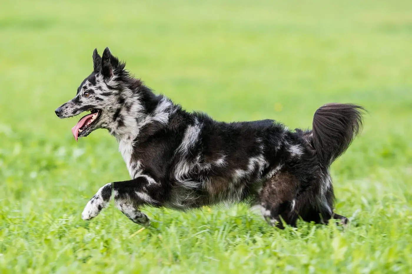 Mudi breed photo