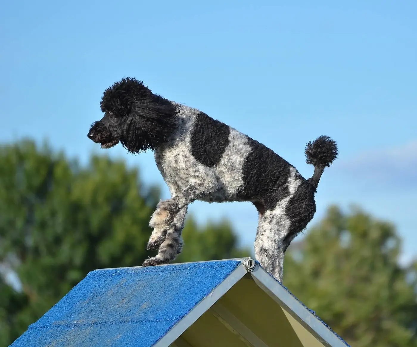 Poodle - Multi-Colored Standard breed photo
