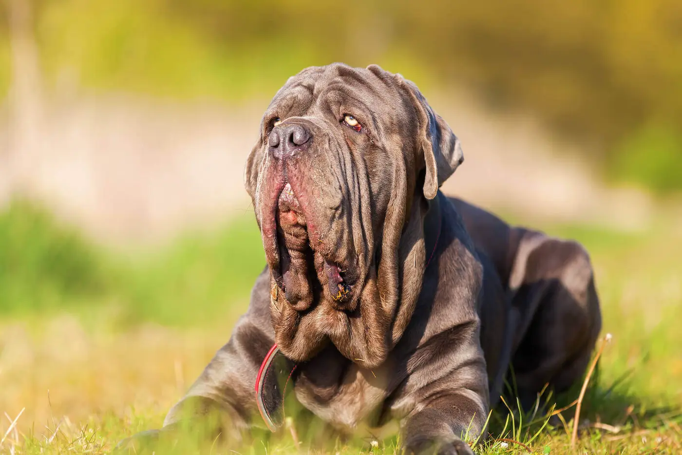 Neapolitan Mastiff breed photo
