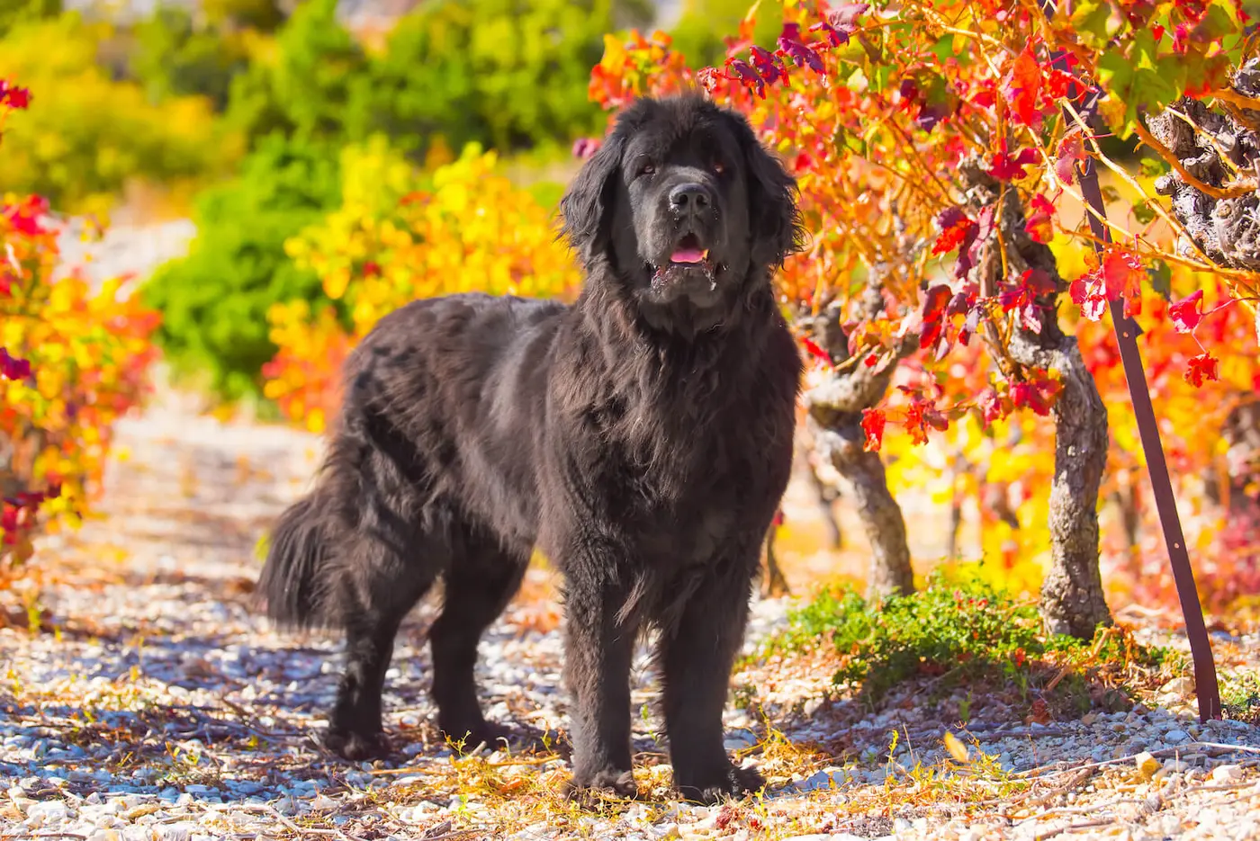 Newfoundland breed photo