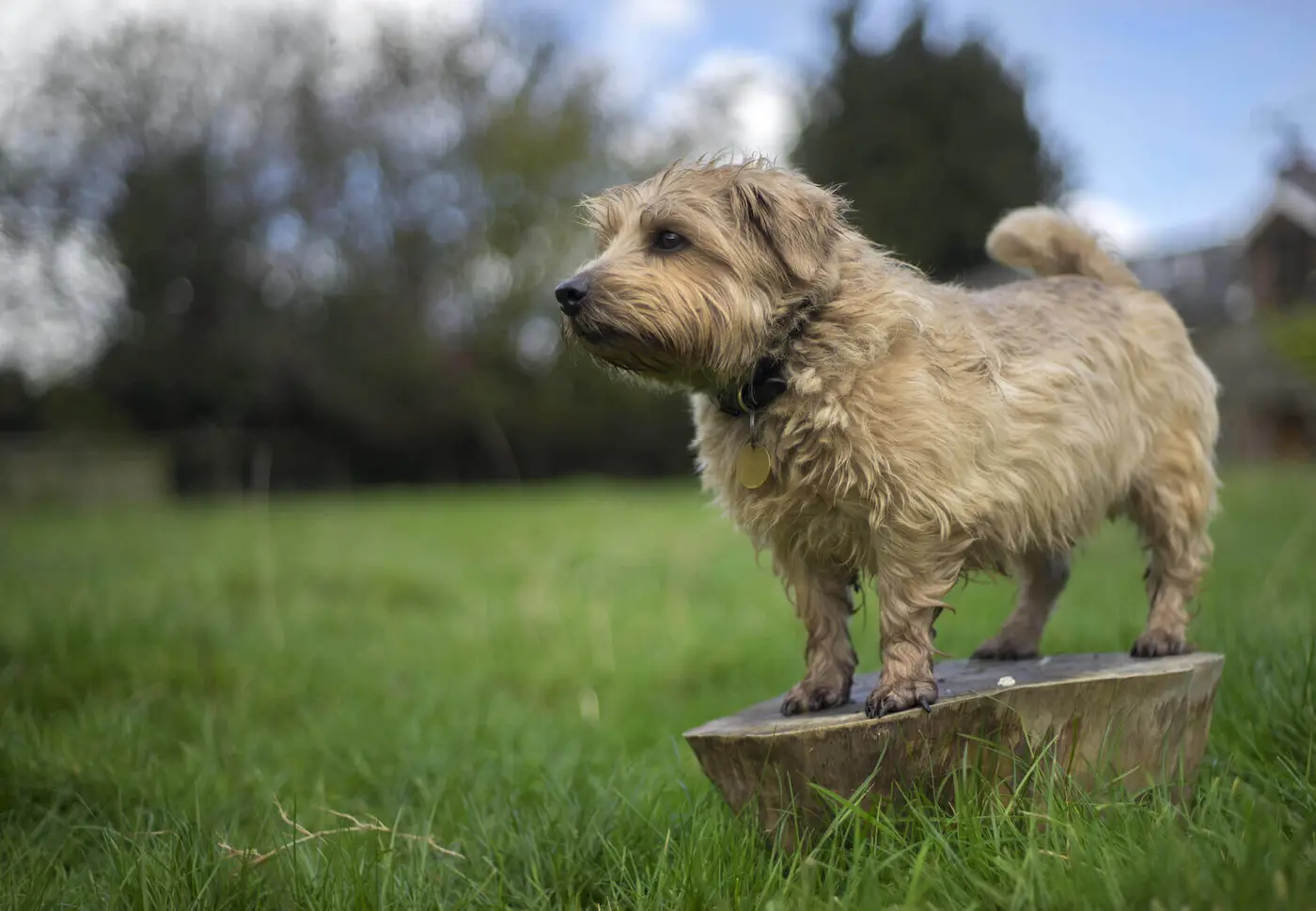 Norfolk Terrier breed photo