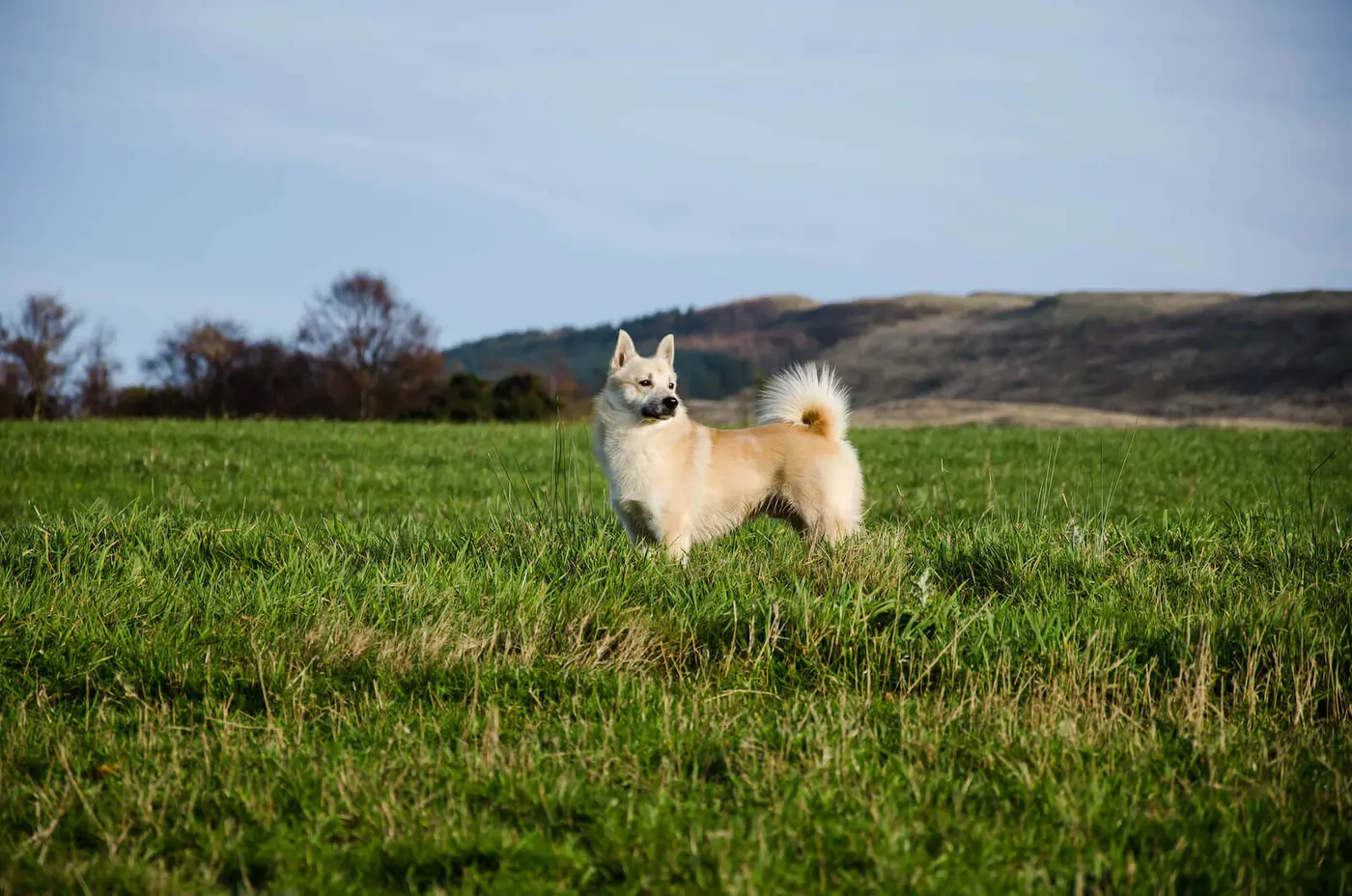 Norwegian Buhund breed photo