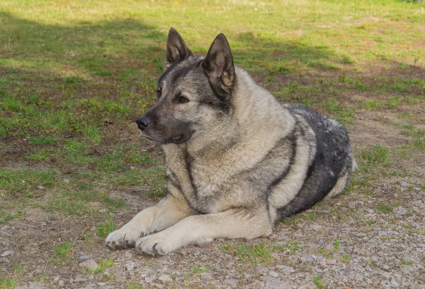 Norwegian Elkhound breed photo