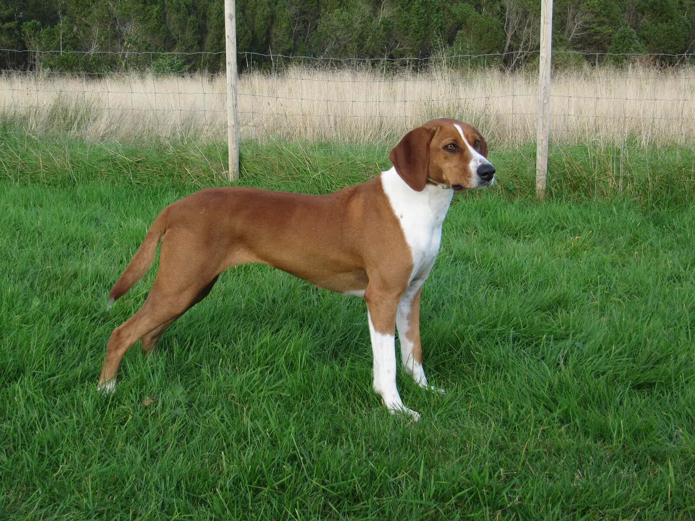 Hygen Hound breed photo