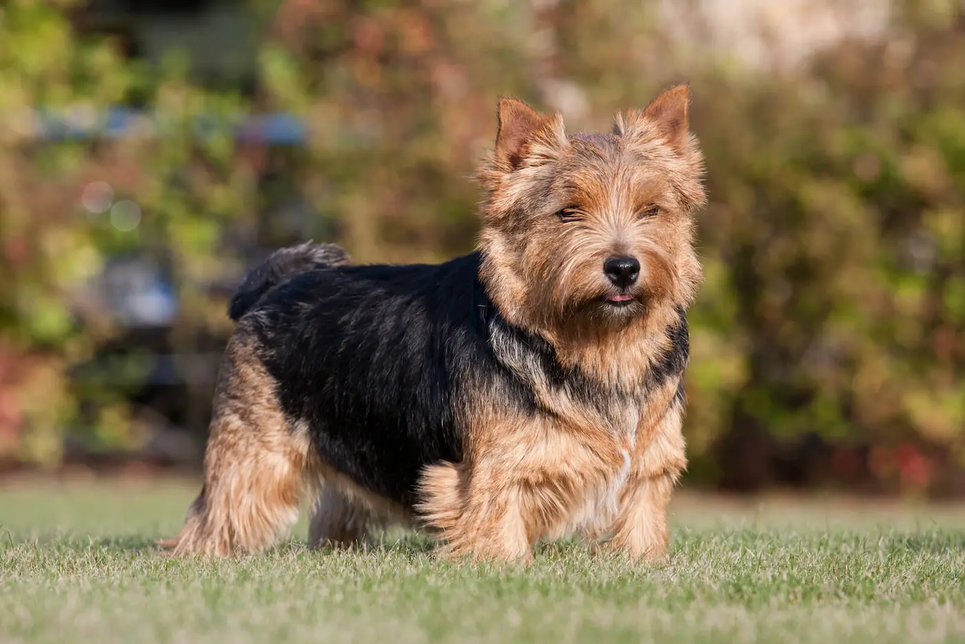 Norwich Terrier breed photo