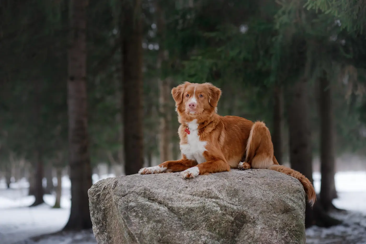 Nova Scotia Duck Tolling Retriever breed photo