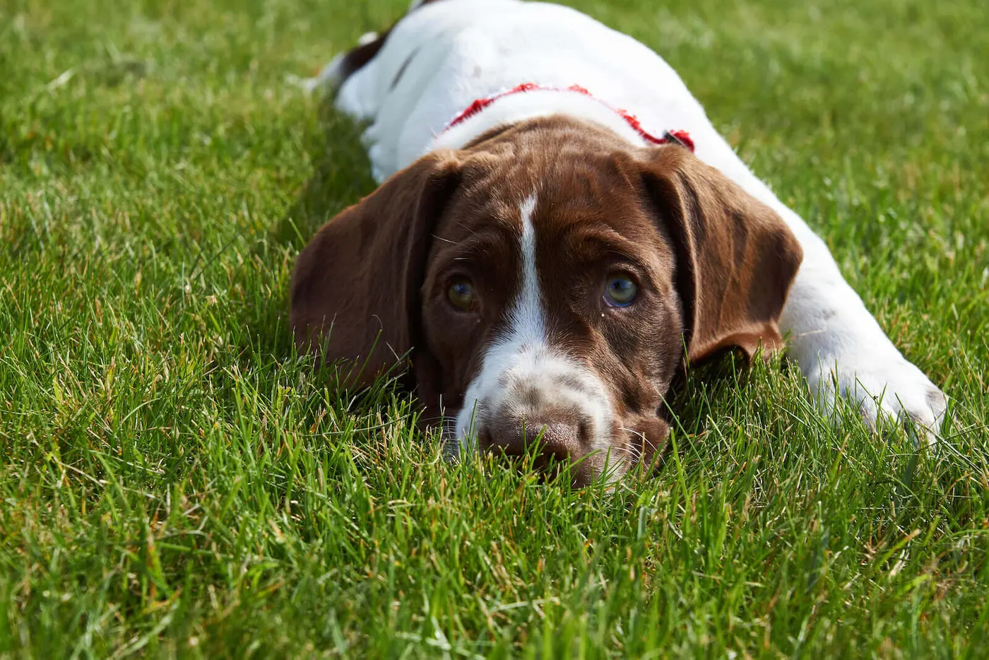 Old Danish Pointing Dog breed photo