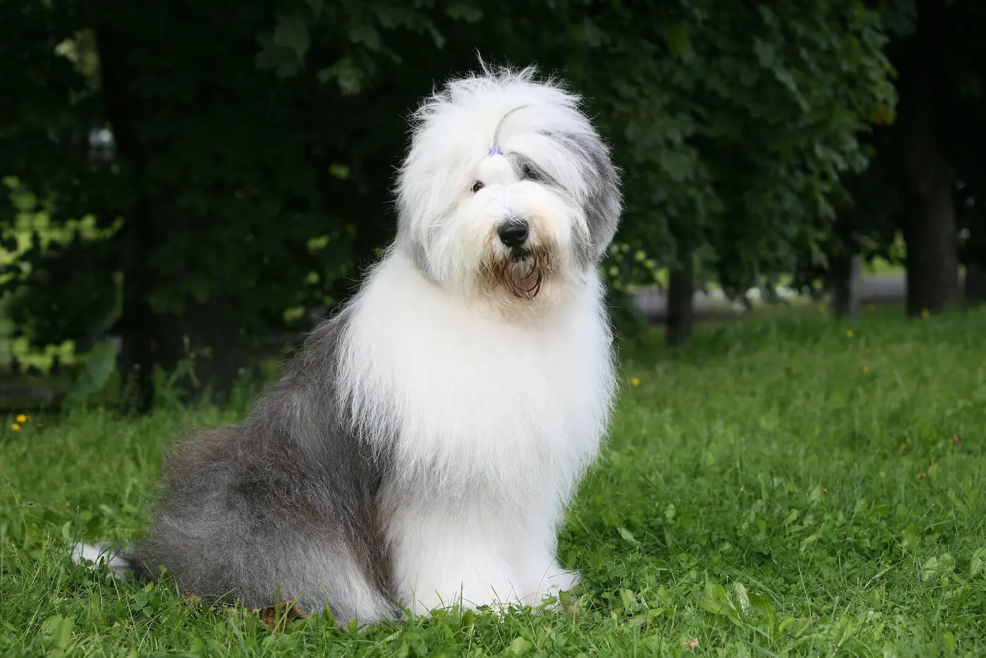 Old English Sheepdog breed photo