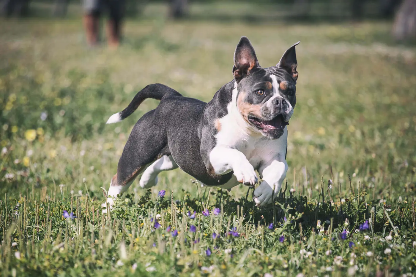 Olde English Bulldogge breed photo