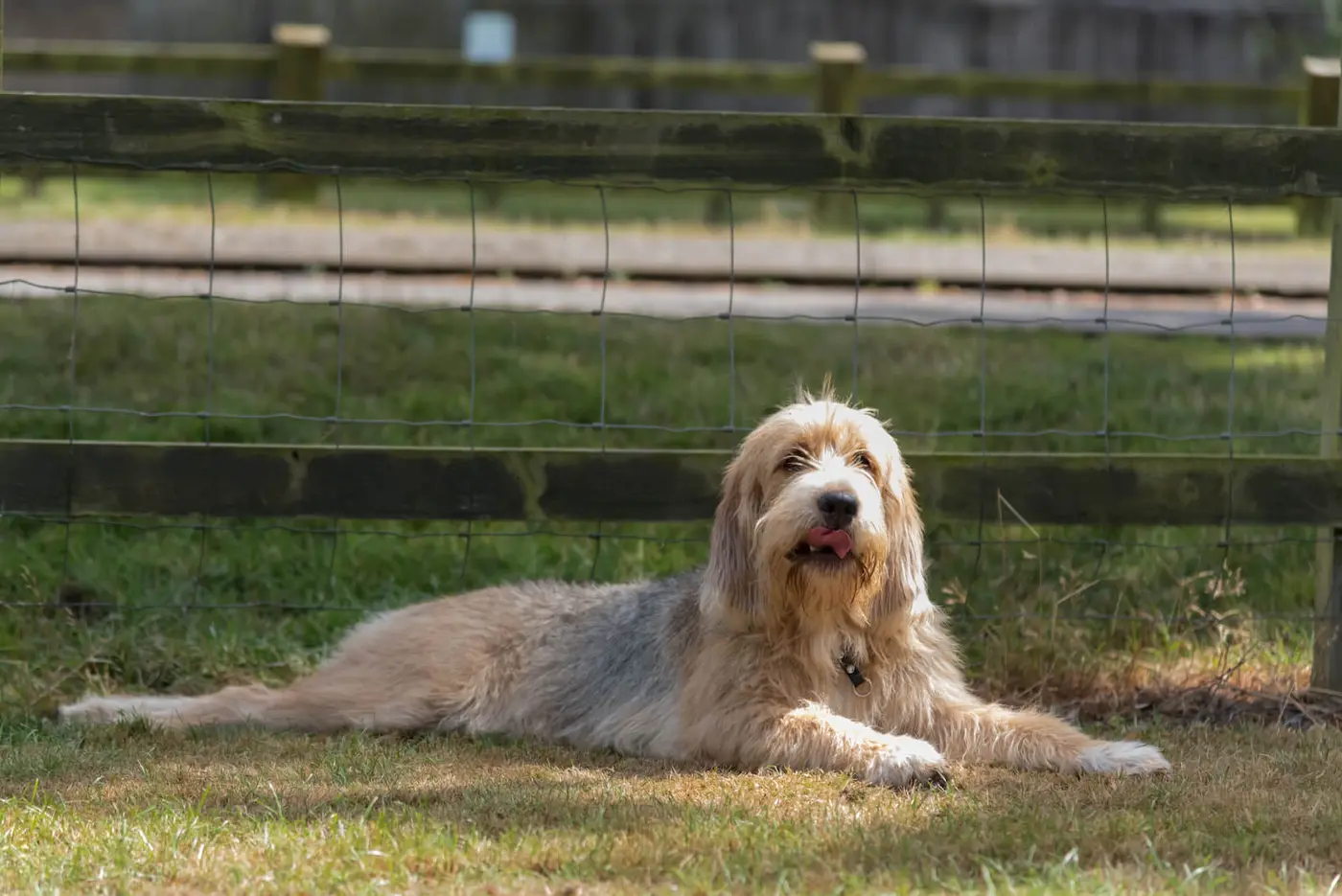 Otterhound breed photo