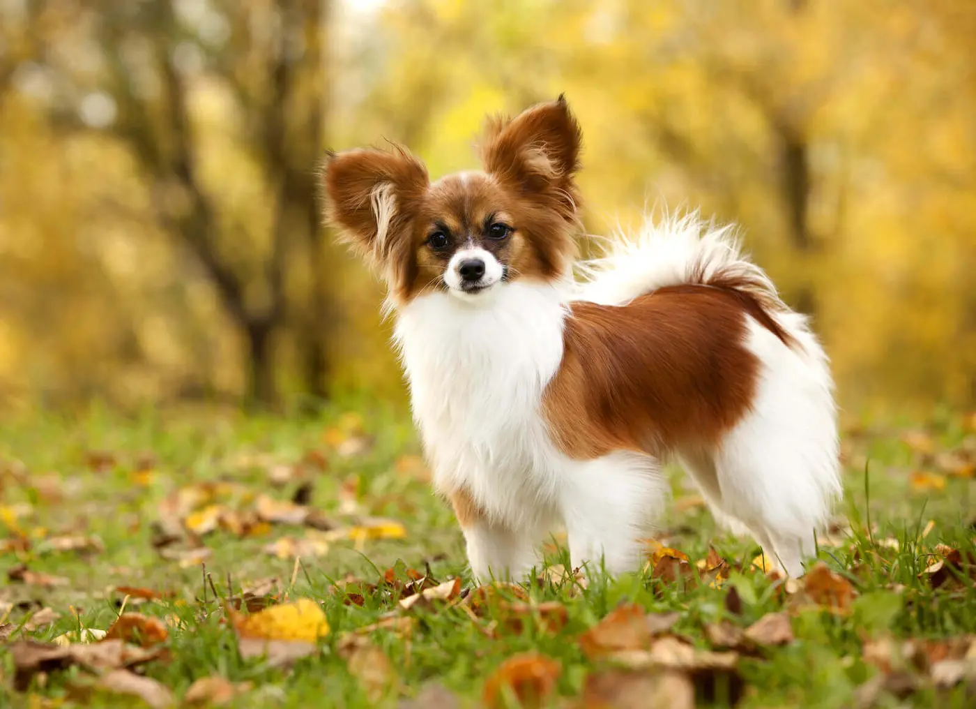 Papillon breed photo