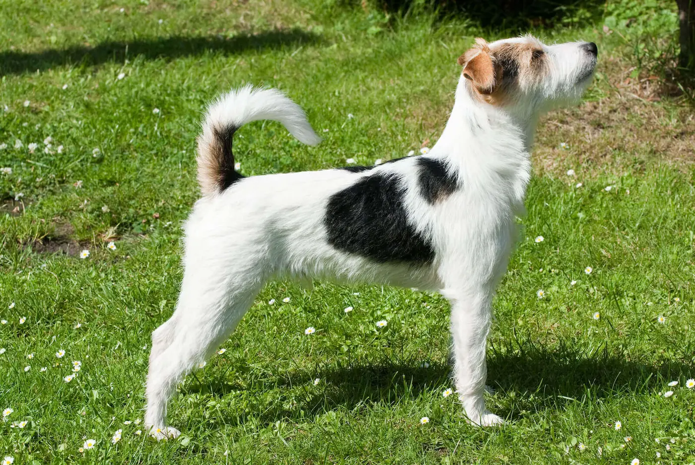 Parson Russell Terrier breed photo