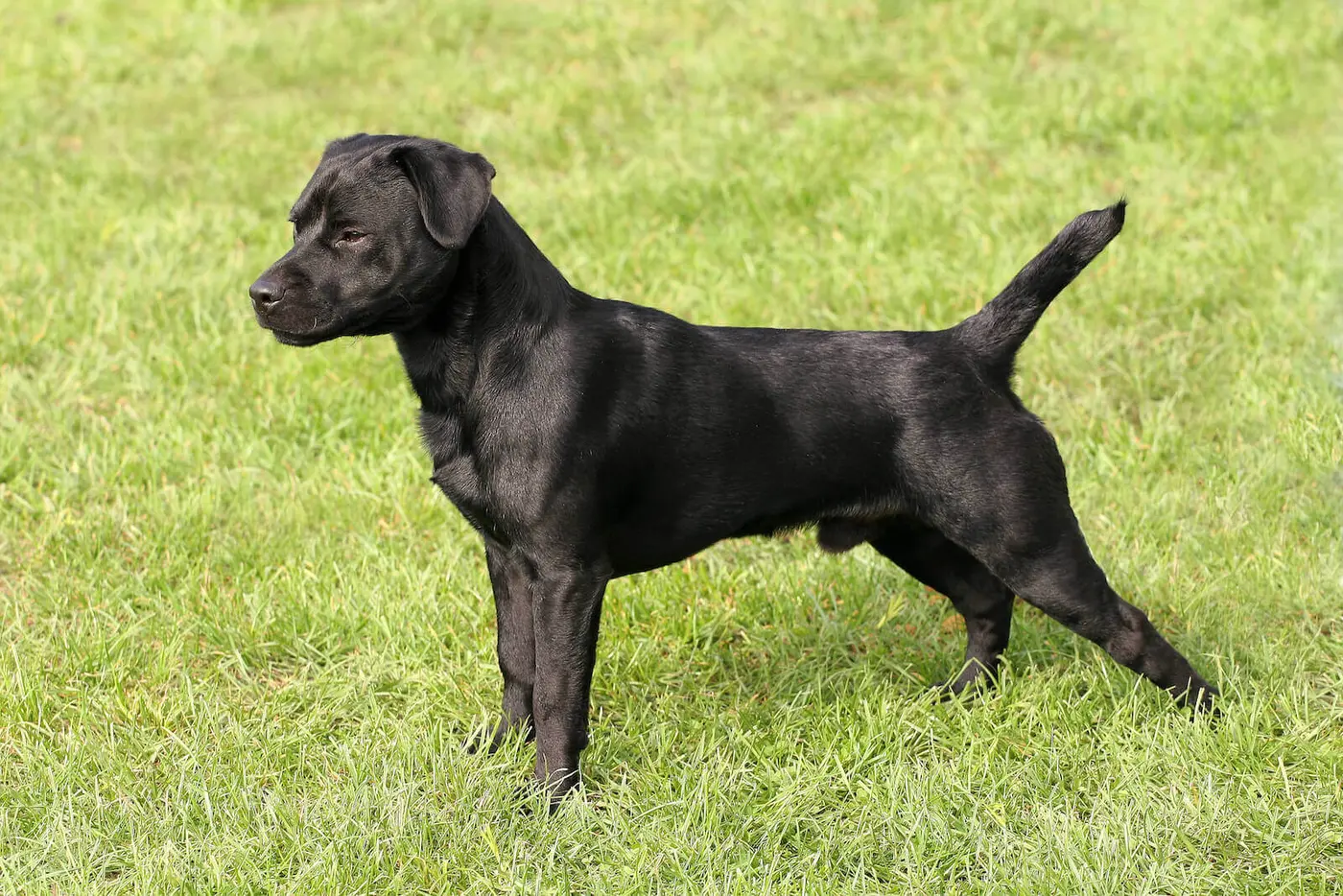 Patterdale Terrier breed photo