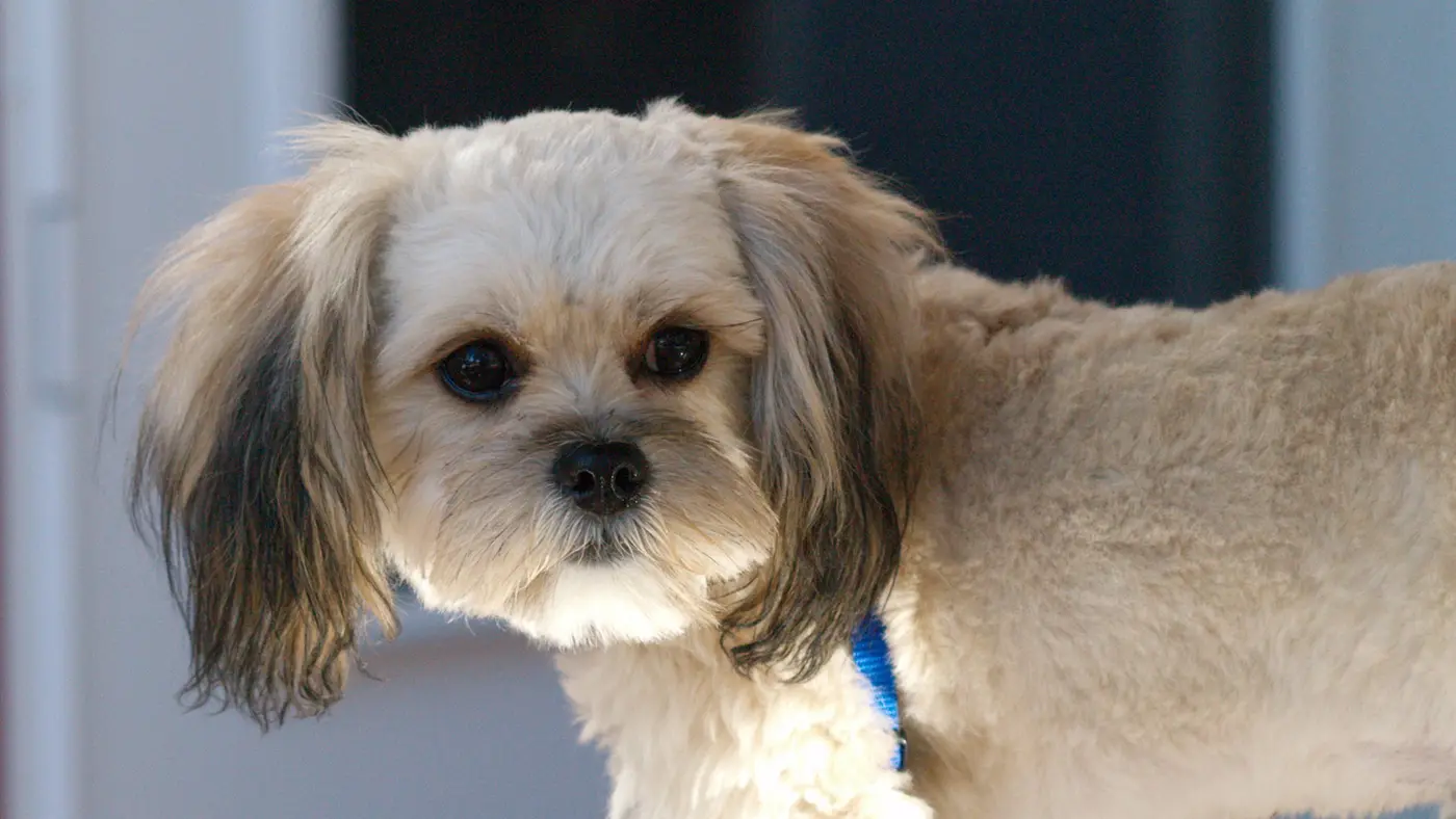 Peekapoo breed photo