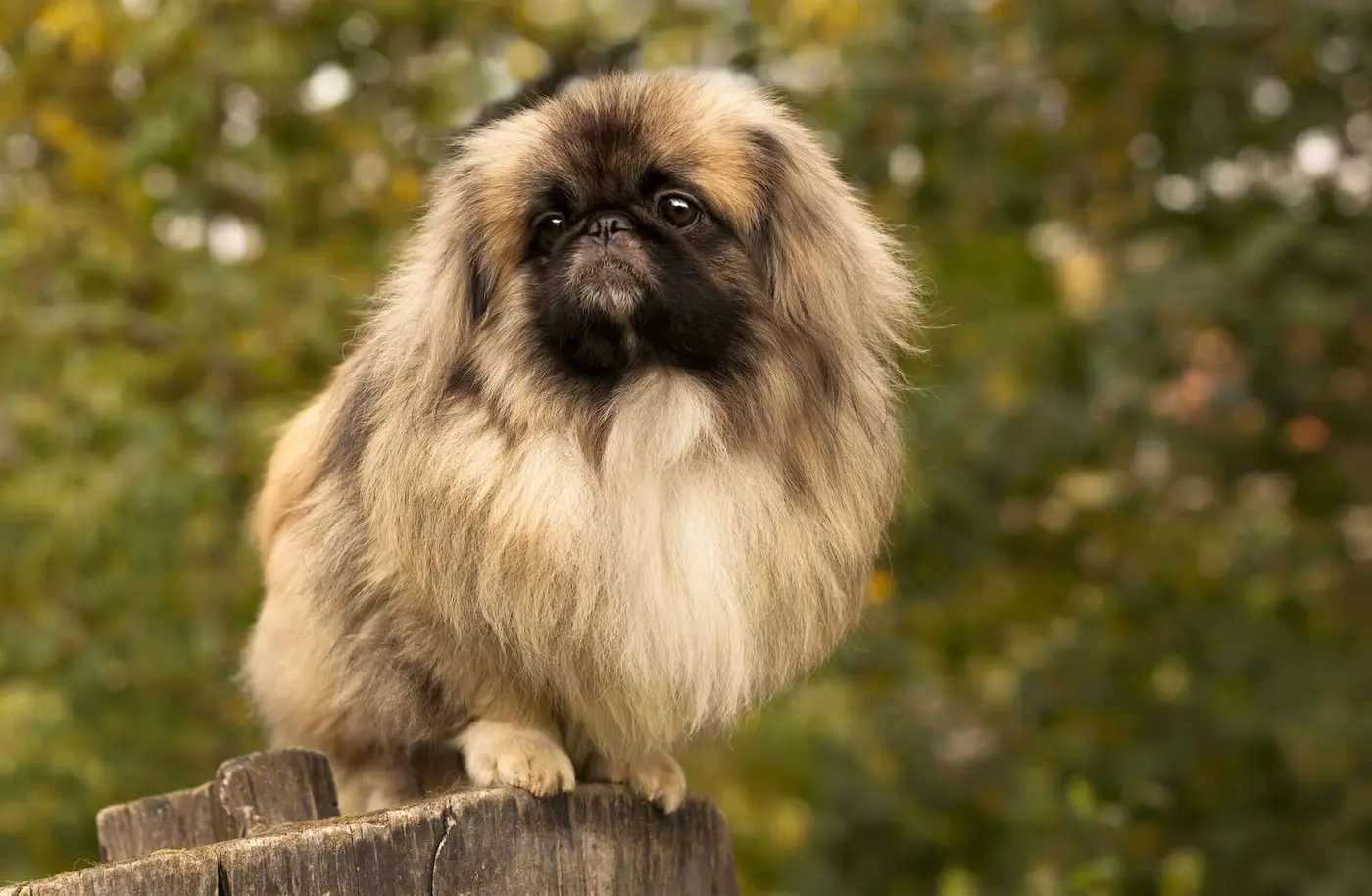 Pekingese breed photo