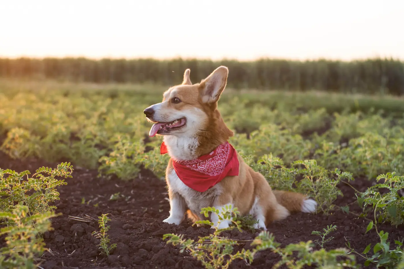 Pembroke Welsh Corgi breed photo