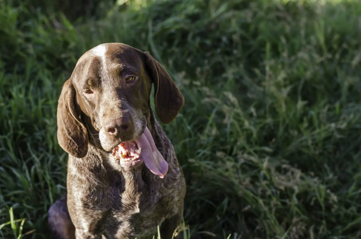 Spanish Pointer breed photo