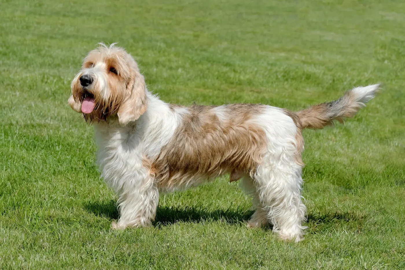 Petit Basset Griffon Vendeen breed photo