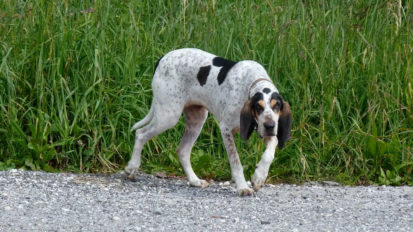 Petit Gascon-Saintongeois breed photo
