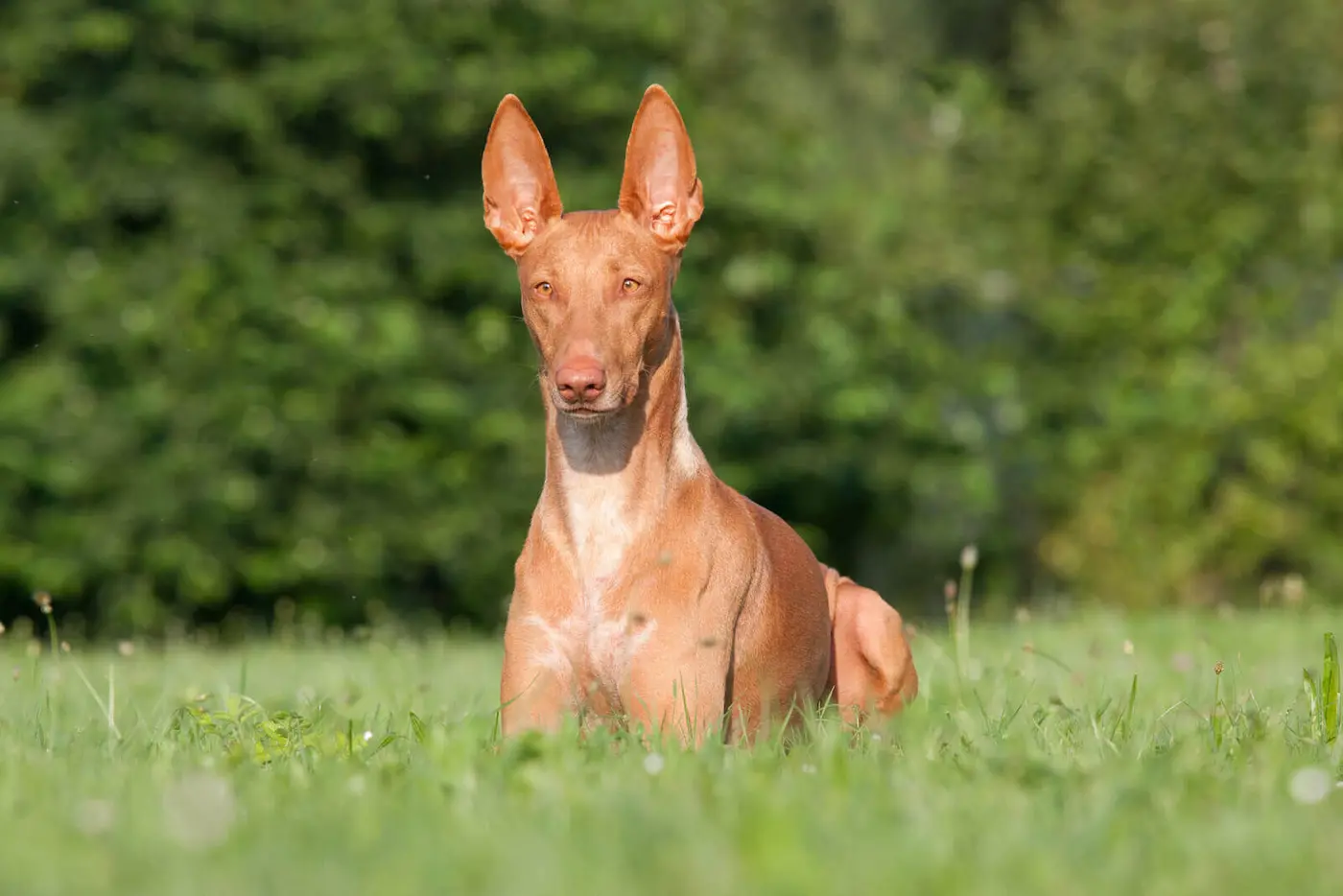 Pharaoh Hound breed photo