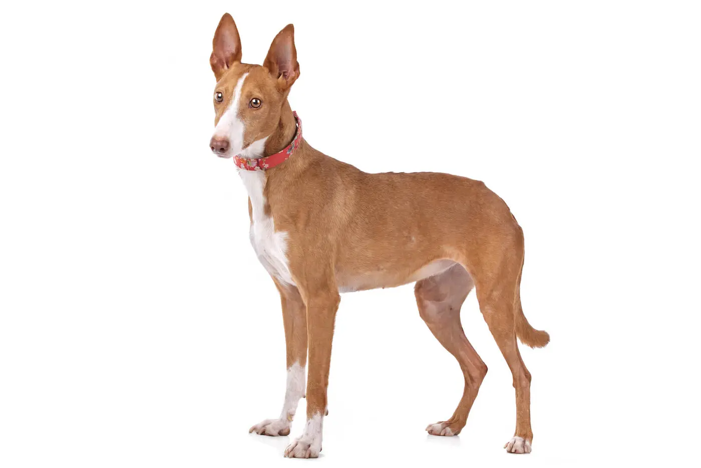 Podenco Canario breed photo