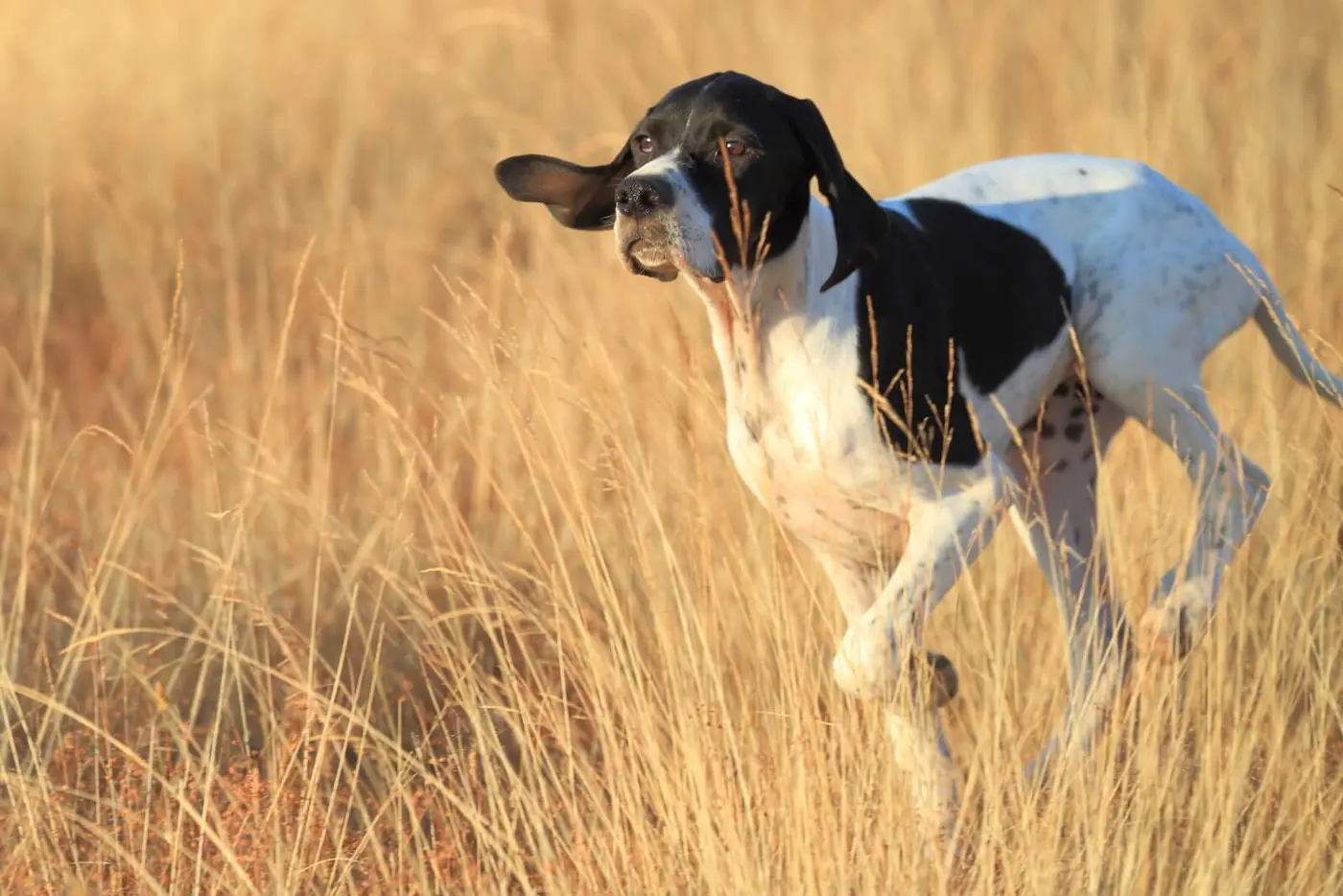 Pointer breed photo