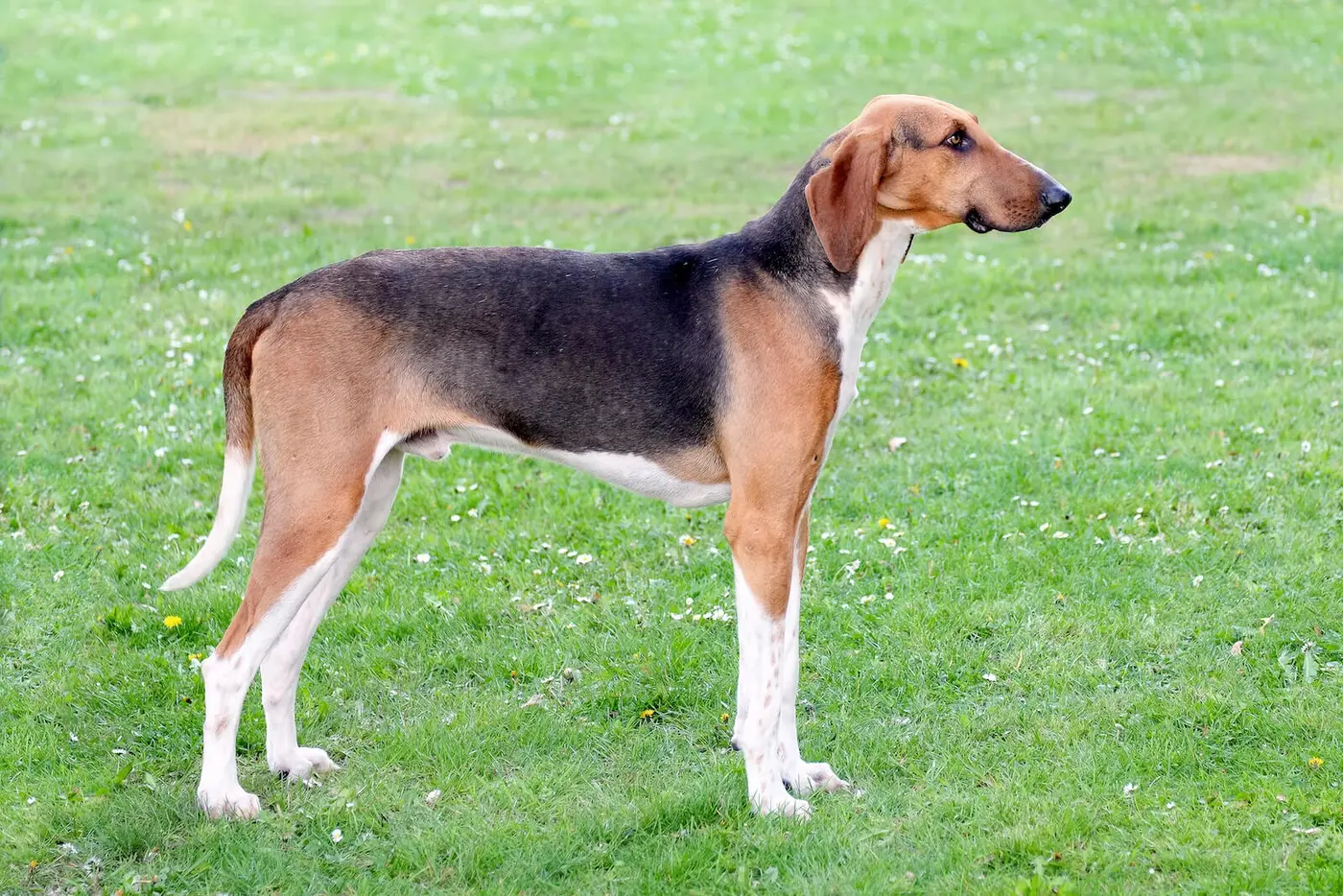 Poitevin breed photo