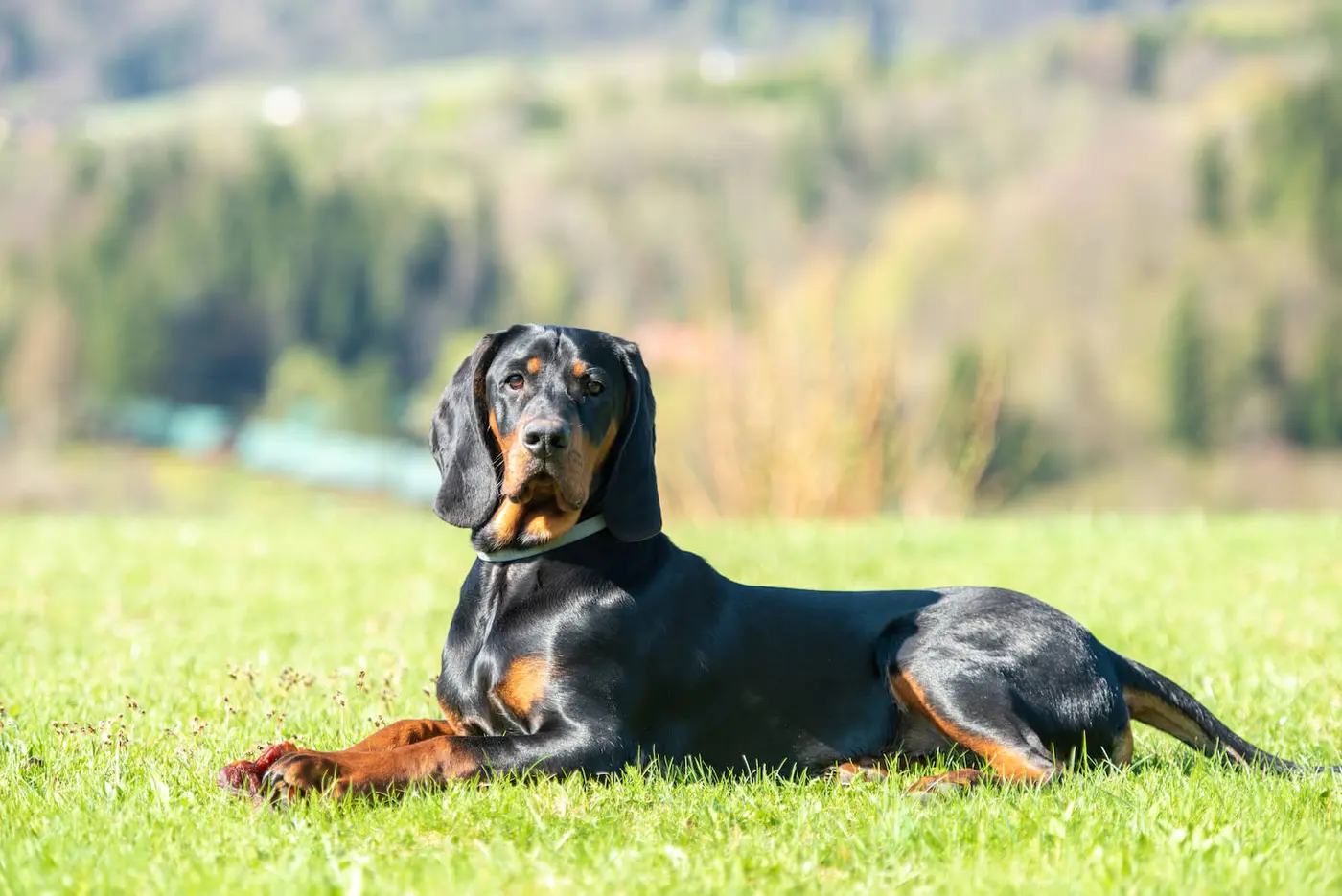 Polish Hound breed photo