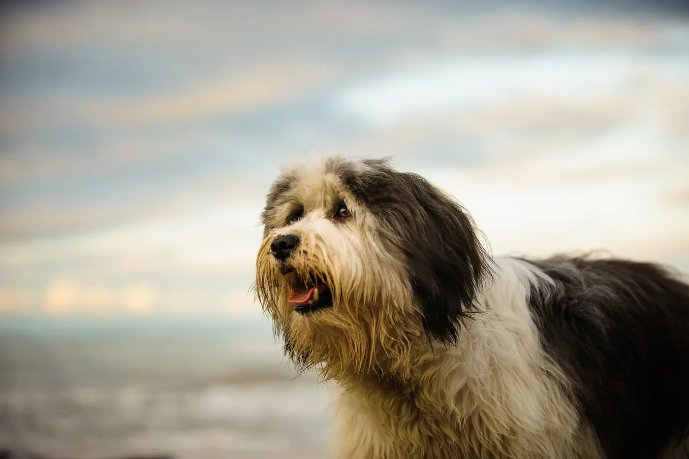 Polish Lowland Sheepdog breed photo