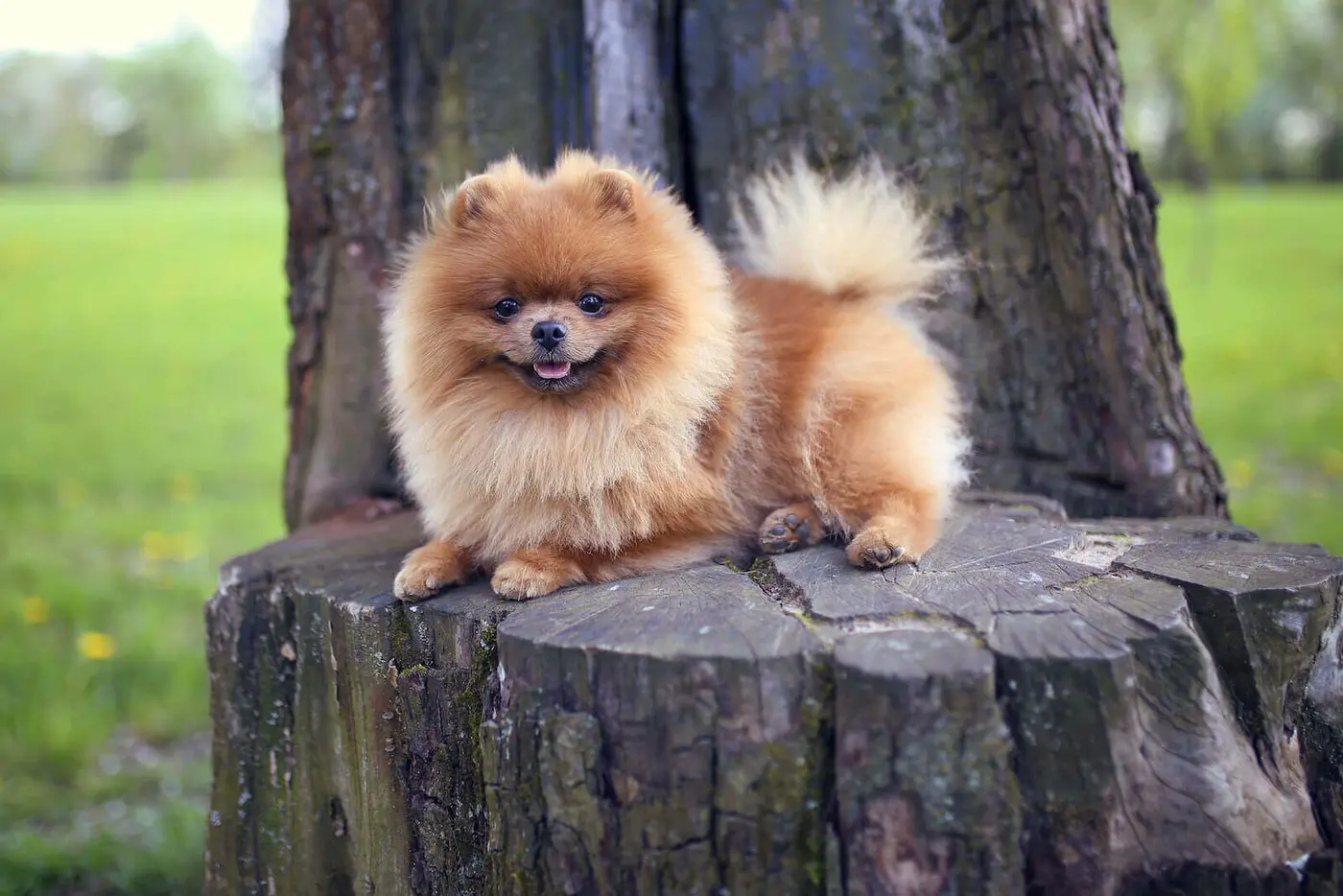 Pomeranian breed photo