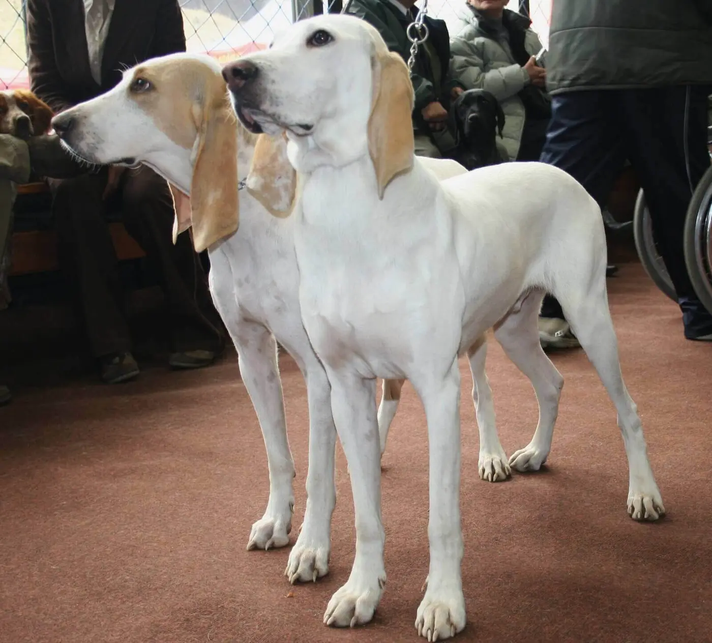 Porcelaine breed photo