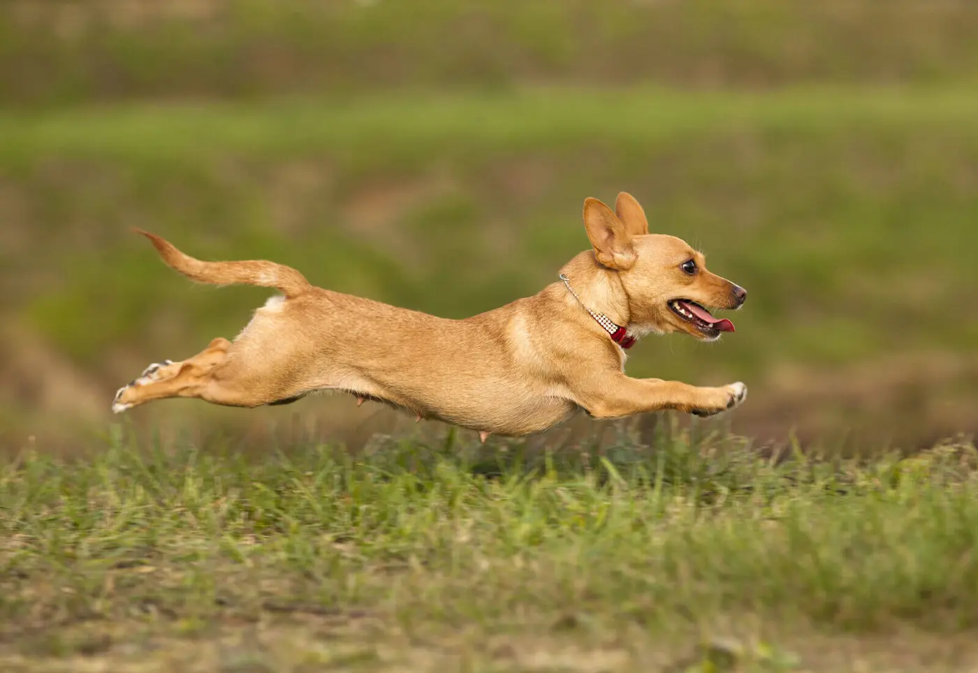 Portuguese Podengo breed photo