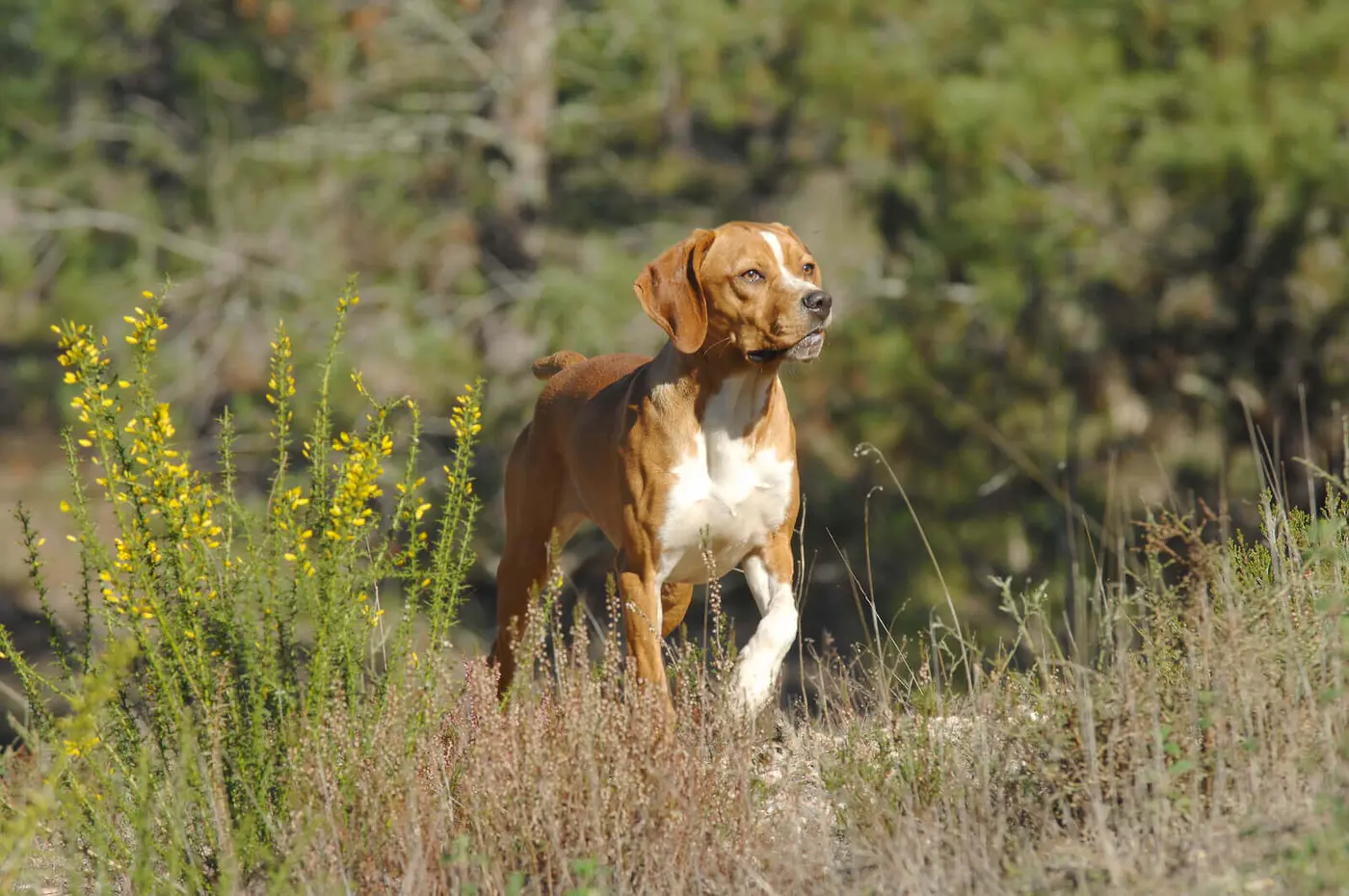 Portuguese Pointer breed photo