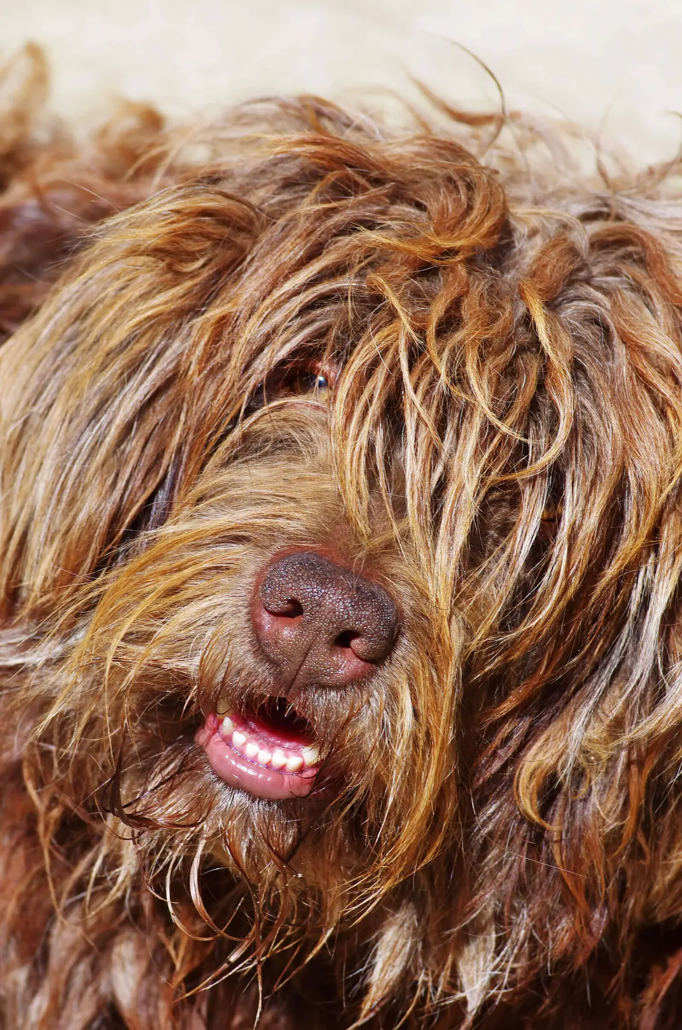 Portuguese Sheepdog breed photo