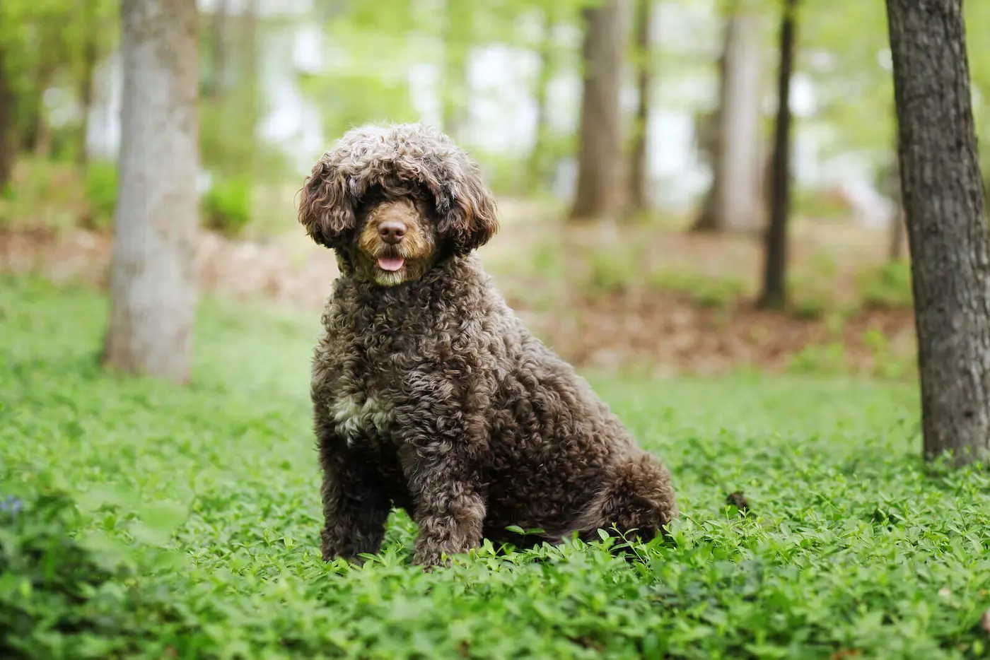 Portuguese Water Dog breed photo