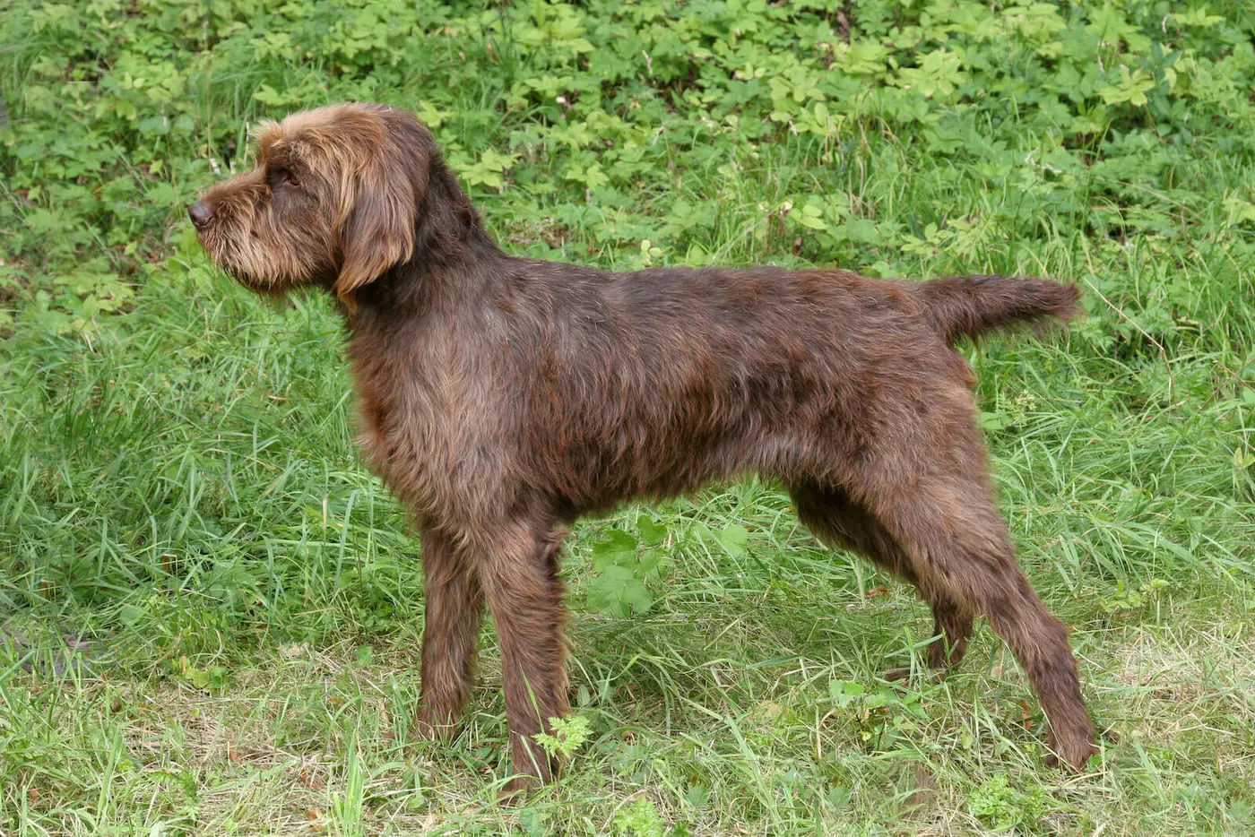 Pudelpointer breed photo