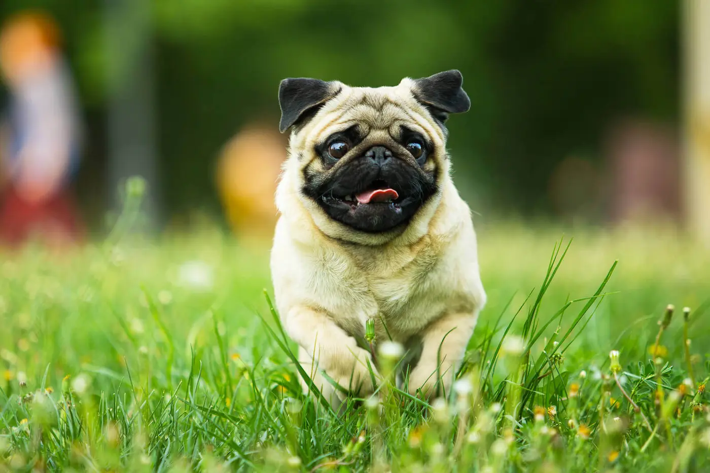 Pug breed photo