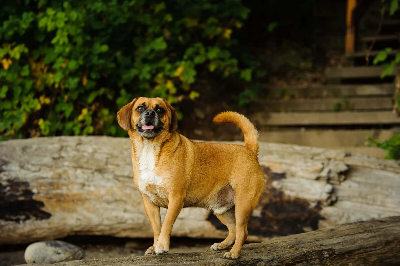 Puggle breed photo