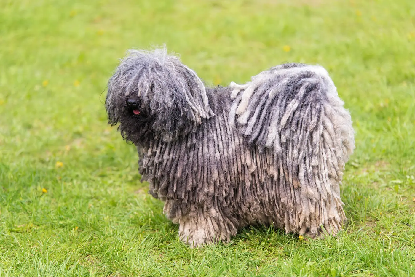Puli breed photo