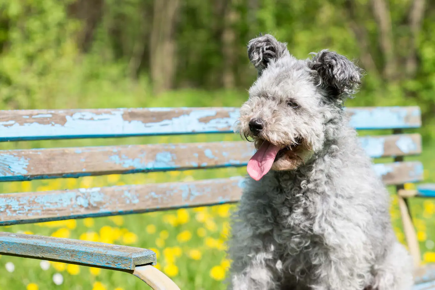 Pumi breed photo