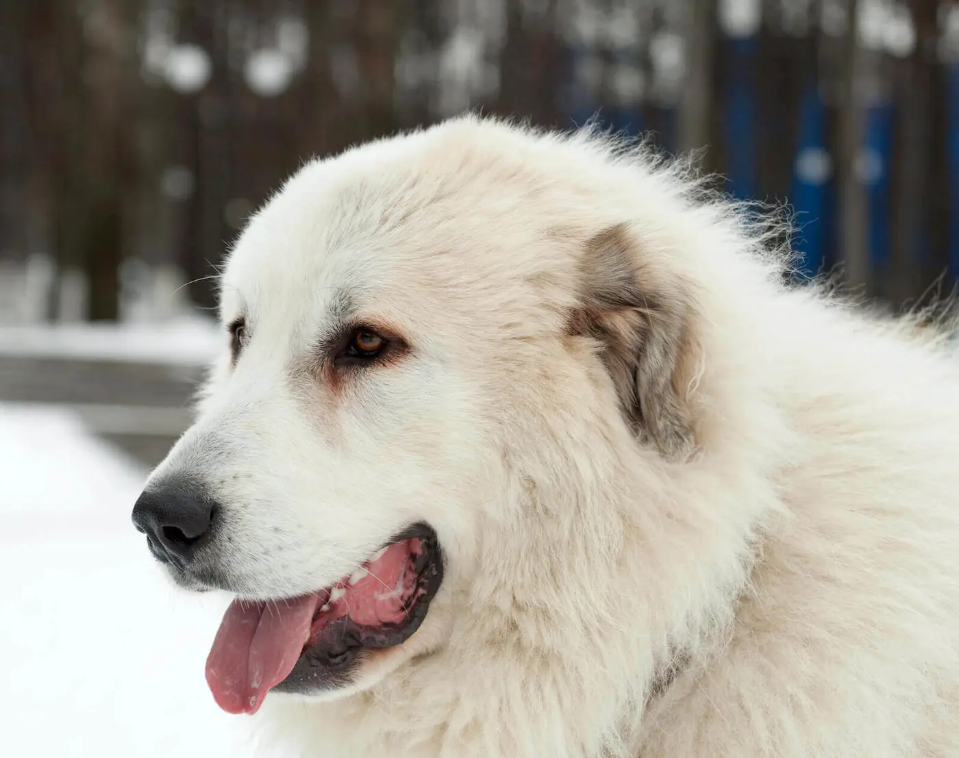 Pyrenean Mastiff breed photo