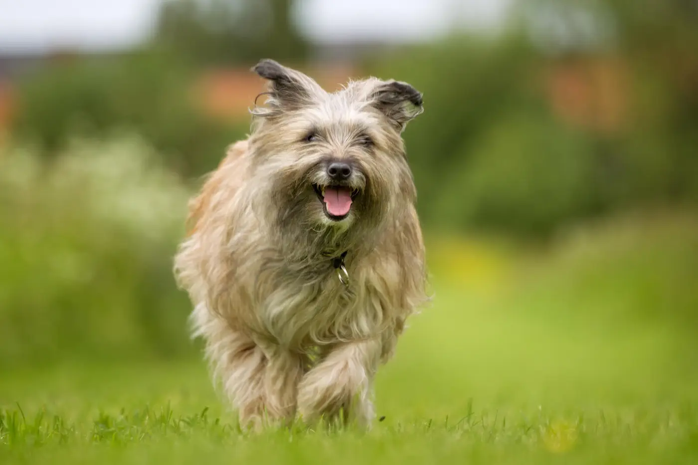 Pyrenean Shepherd breed photo