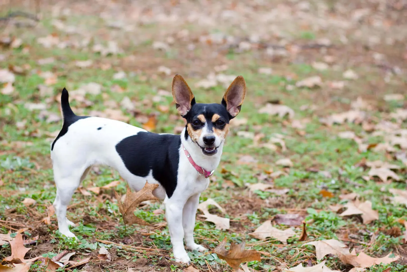 Rat Terrier breed photo