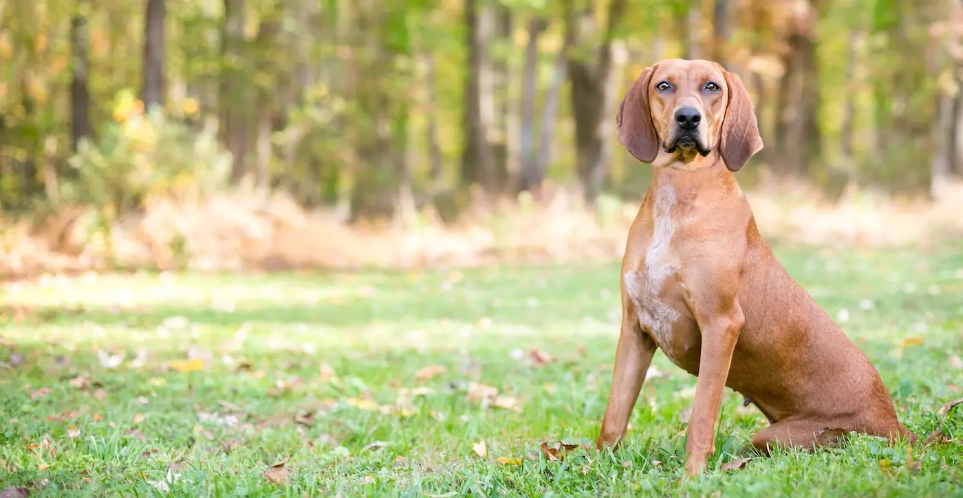 Redbone Coonhound breed photo