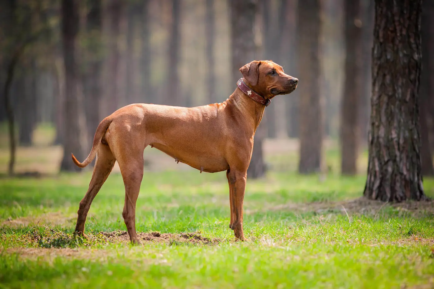 Rhodesian Ridgeback breed photo