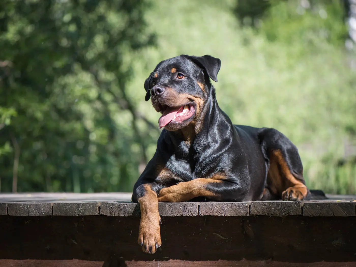 Rottweiler breed photo