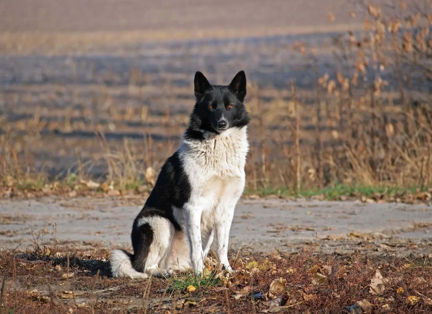 Russian-European Laika breed photo