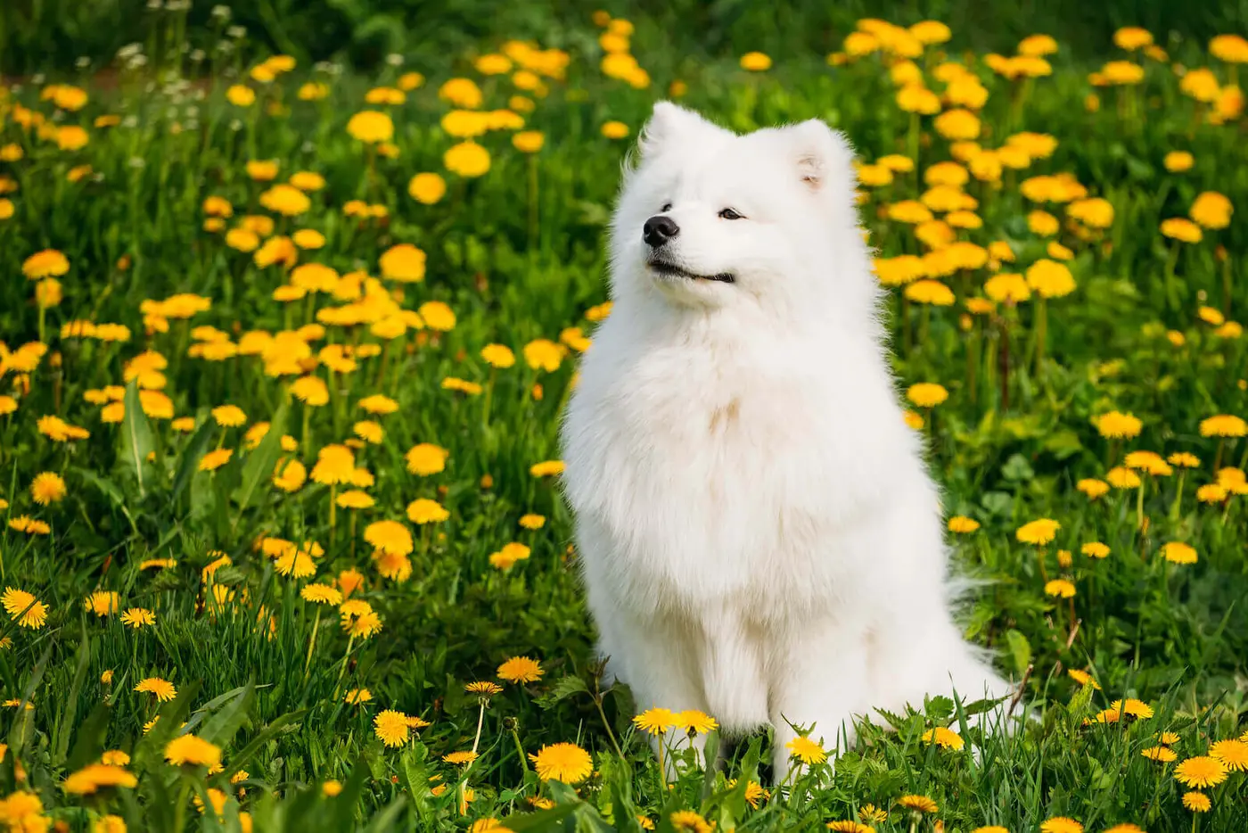 Samoyed breed photo