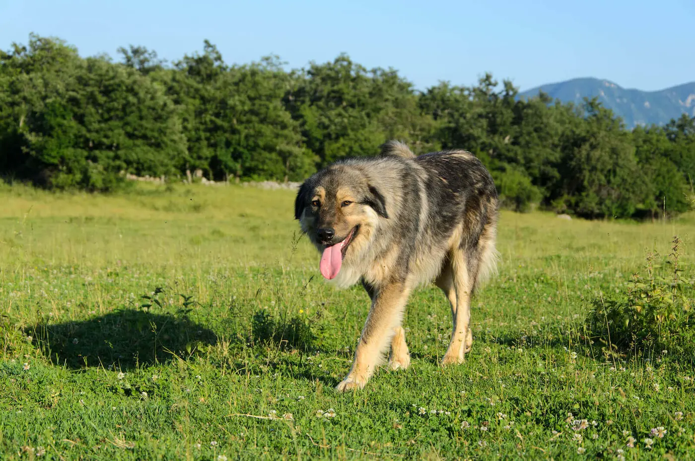 Sarplaninac breed photo